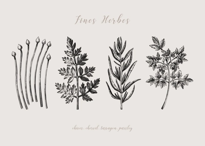 Sketch style fines herbes set. French herbs sketches. Parsley, Chives, Tarragon, Chervil, hand-drawn vector illustration . French cuisine. NOT AI generated